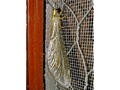 unidentified antlion